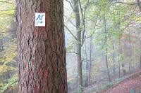 Tree with Neckarsteig marker (Photo: Landscape Architects and Forestry Office)