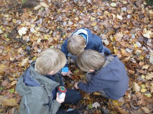 Kinder erforschen den Waldboden (Foto: Thielmann) Kinder erforschen den Waldboden