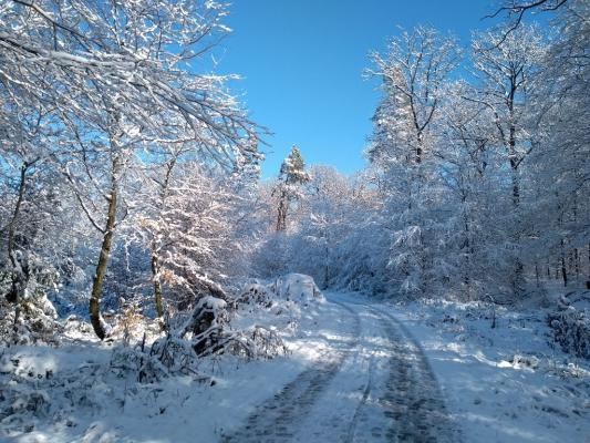 Winterwald (Foto: Stadt Heidelberg) Winterwald