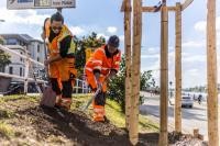 Mitarbeiter des Regiebetrieb Gartenbau des Landschafts- und Forstamts führen Arbeiten an den neuen Feldahornen bei den Neckarstaden aus. (Foto: Tobias Dittmer) Zwei Personen in Arbeitskleidung arbeiten an den neuen Feldahornen.