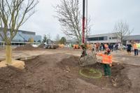 Mit einem Spezialkran ist der rund 30 Jahre alte Amberbaum am Donnerstag, 1. Dezember 2022, in sein gewaltiges Pflanzloch gehoben worden. Er ist einer von 14 Bäumen, die auf dem Marlene-Dietrich-Platz neu gepflanzt worden sind. (Foto: Philipp Rothe) Ein großer Baum wird mit einem Spezialkran in das dafür vorgesehene Loch gehoben und dabei von einem Mitarbeiter des Landschafts- und Forstamtes navigiert.