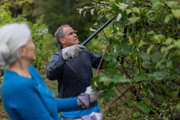 Herr Oberbürgermeister E. Würzner packt mit an (Foto: Dittmer) Zwei Personen beim Baumschnitt mit großer Heckenschere