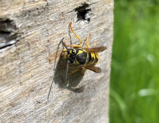 Deutsche Wespe (Vespula germanica) (Foto: Härle) Deutsche Wespe (Vespula germanica)