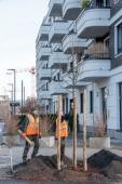Der Lange Anger bekommt 22 neue Bäume erhalten. Die Linden bilden den Auftakt einer großen Pflanzaktion mit knapp 200 Bäumen im Jahr 2024 in der Bahnstadt. (Foto: Christian Buck) Baumpflanzung in einem Wohngebiet in der Bahnstadt