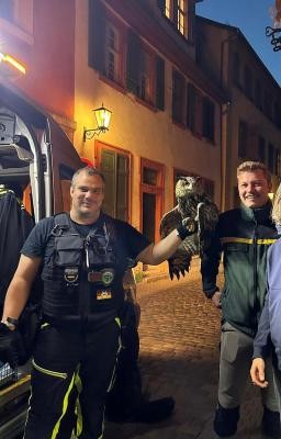 Michael Sehr (Tierrettung Rhein-Neckar, links) und Stadtjäger Tim Wissutschek mit einem geretteten Uhu in der Heidelberger Altstadt. (Foto: Stadt Heidelberg) Nachts in einer Gasse der Altstadt, ein uniformierter Mann hält einen Uhu in seiner linken Hand, neben ihm ein Mann und eine Frau.