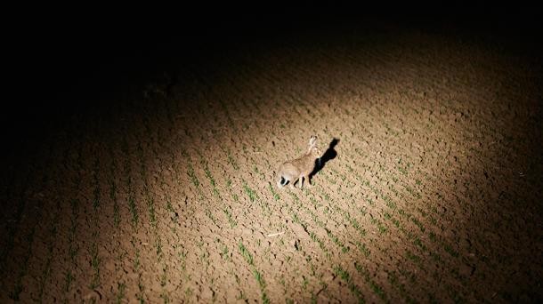Ein Feldhase im Scheinwerferlicht während des Feldhasenmonitorings 2024. (Foto: Stadt Heidelberg) Ein Feldhase hoppelt im Scheinwerferlicht über ein Feld.