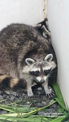 Ein Waschbärenweibchen war mit ihren Jungen in einen Fensterschacht gefallen – sie konnten durch Stadtjäger Peter Stephan gerettet werden.(Foto: Stadt Heidelberg) Drei Waschbären kauern sich der Ecke eines Schachts zusammen.