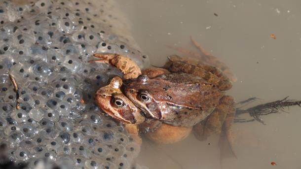 Zwei Grasfrösche bei der Eiablage im Mausbachtal: Der Laich ist für den Fortbestand der Art von großer Bedeutung – jede Störung kann schwerwiegende Folgen haben.(Foto: Münster) Zwei aufeinanderliegende braune Frösche neben ihrem Laich.