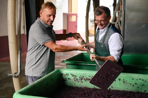 Auf dem Weingut Clauer wird noch teilweise in Handarbeit gepresst: Winzer Jörg Clauer (links) zeigte Bürgermeister Raoul Schmidt-Lamontain den traditionellen Arbeitsablauf. Der Bürgermeister presste mit einem Stempel die gegorenen Trauben. (Foto: Stadt Heidelberg) Bürgermeister Raoul Schmidt-Lamontain presst gemeinsam mit Winzer Jörg Clauer mit einer Presse aus Metall gegorene Trauben in einem grünen Bottich.