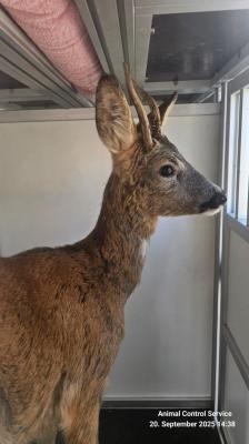 Nach der Rettungsaktion in Ziegelhausen: Der Rehbock im Spezialkäfig auf dem Weg zurück in die Freiheit. (Foto: Berufstierrettung Rhein-Neckar) Der braune Rehbock mit Geweih steht im Spezialkäfig, zu sehen ist sein Profil von der rechten Seite.