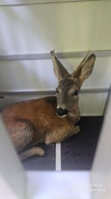 Der eingefangene Rehbock wurde in einem Spezialkäfig gesichert und anschließend unversehrt im Wald freigelassen. (Foto: Berufstierrettung Rhein-Neckar) Der braune Rehbock liegt mit eingezogenen Vorderbeinen im Spezialkäfig und schaut in die Richtung der Kamera.