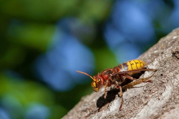 Europäische Hornisse (Vespa crabro) (Foto: Hoja) Europäische Hornisse (Vespa crabro)