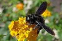 Große Blaue Holzbiene (Xylocopa violacea) (Foto: Lang) Große Blaue Holzbiene (Xylocopa violacea)