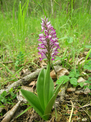 Helmknabenkraut (Foto: Stadt Heidelberg)