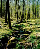 Oberflächengewässer (Foto: Stadt Heidelberg)