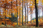 City forest in Autumn (Photo: Kilian) City forest in Autumn (Photo: Kilian)