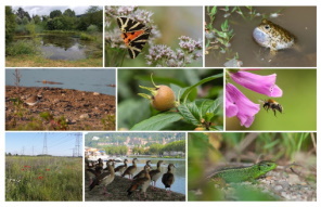 Die Heidelberger Biodiversitätsstrategie - Für mehr biologische Vielfalt im Stadtgebiet