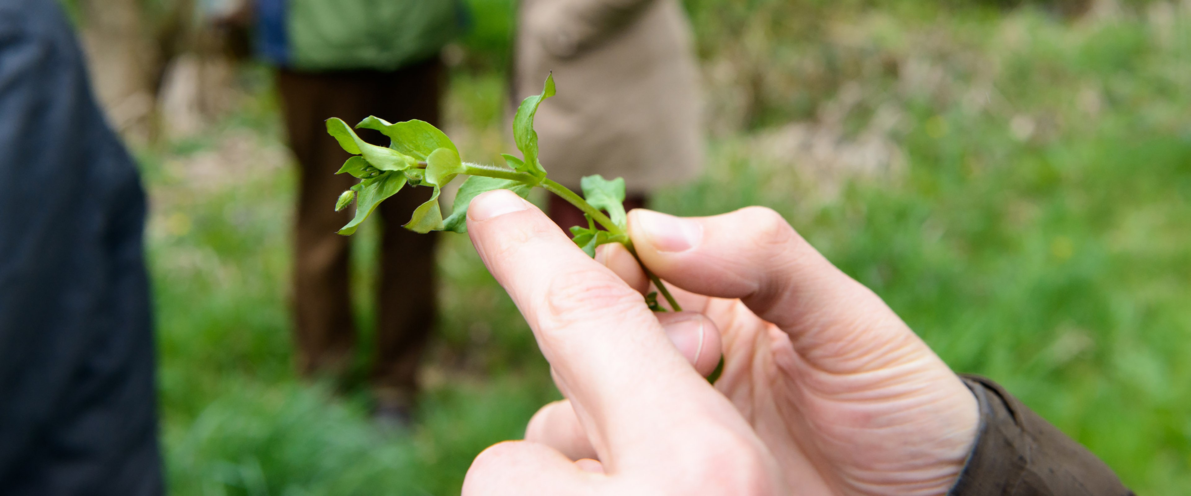 Hand hält grünes Kraut