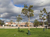 125 neue Bäume wurden auf der Pfaffengrunder Terrasse gepflanzt
